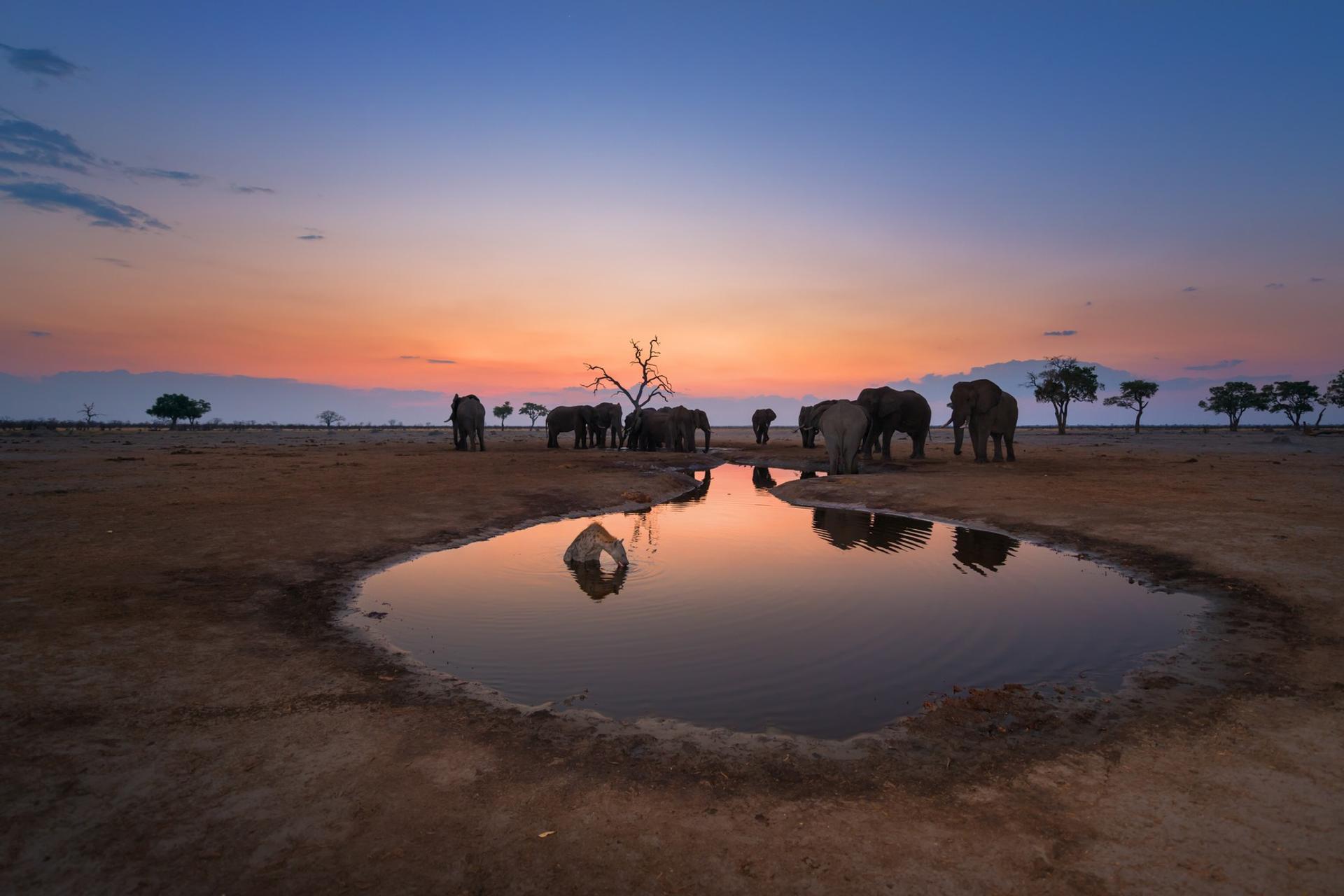 Wildlife in Chobe at sunset time