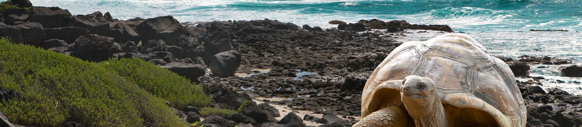 Beach and wildlife in Galápagos Province in sunny weather with few clouds