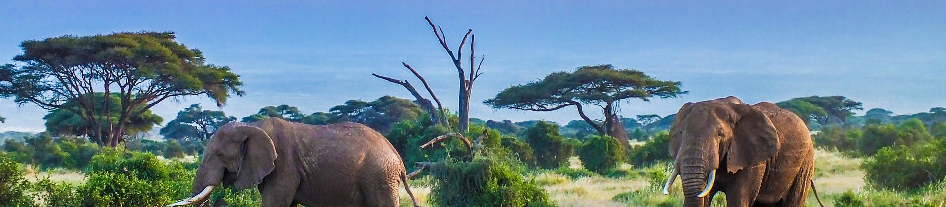 Countryside in Kilimanjaro Game Reserve on a sunny day with some clouds