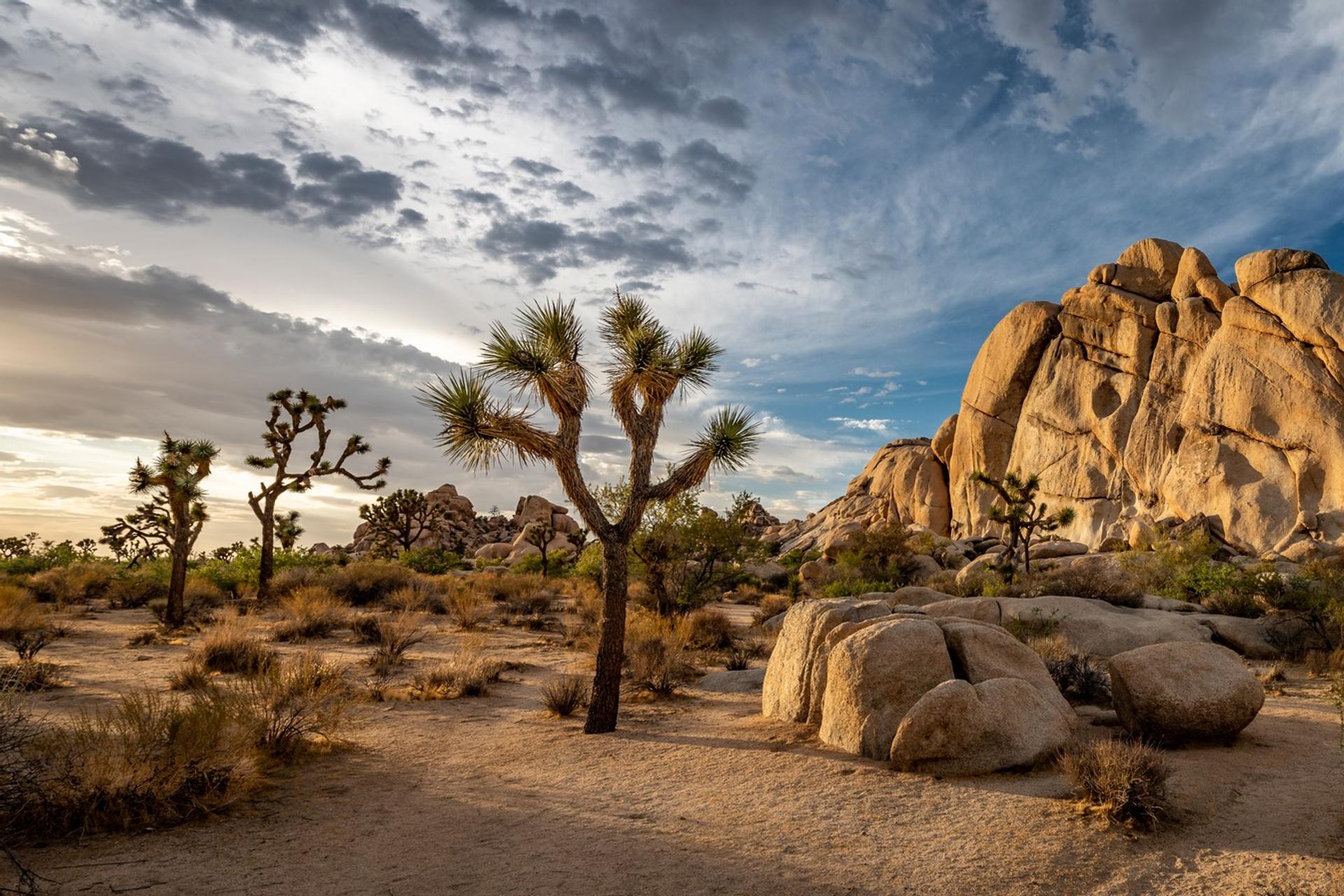 Joshua Tree National Park on a cloudy day